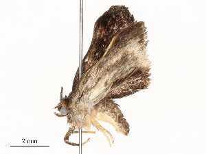  (Vipsophobetron Malaise1179 - CBG-A59493-G03)  @11 [ ] CreativeCommons - Attribution Share - Alike (2025) CBG Photography Group Centre for Biodiversity Genomics