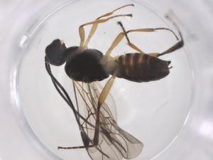  ( - CBG-A59561-A01)  @11 [ ] CreativeCommons - Attribution Share - Alike (2024) Centre for Biodiversity Genomics Centre for Biodiversity Genomics