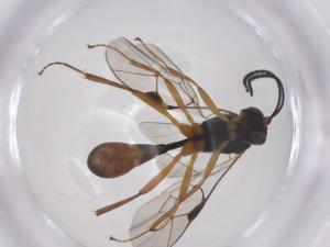  ( - CBG-A59561-C03)  @11 [ ] CreativeCommons - Attribution Share - Alike (2024) Centre for Biodiversity Genomics Centre for Biodiversity Genomics