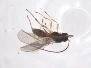  ( - CBG-A59562-H10)  @11 [ ] CreativeCommons - Attribution Share - Alike (2024) Centre for Biodiversity Genomics Centre for Biodiversity Genomics