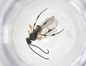  (Glyptapanteles Malaise8808 - CBG-A59564-H04)  @11 [ ] CreativeCommons - Attribution Share - Alike (2024) Centre for Biodiversity Genomics Centre for Biodiversity Genomics