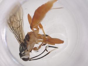  ( - CBG-A59565-A04)  @11 [ ] CreativeCommons - Attribution Share - Alike (2024) Centre for Biodiversity Genomics Centre for Biodiversity Genomics