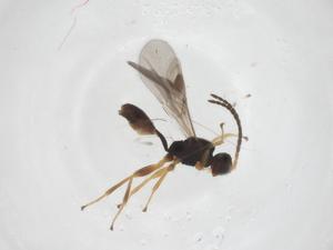  ( - CBG-A59566-A06)  @11 [ ] CreativeCommons - Attribution Share - Alike (2024) Centre for Biodiversity Genomics Centre for Biodiversity Genomics