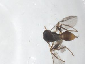  ( - CBG-A59566-A09)  @11 [ ] CreativeCommons - Attribution Share - Alike (2024) Centre for Biodiversity Genomics Centre for Biodiversity Genomics