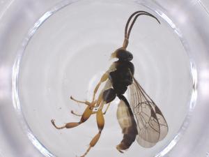  ( - CBG-A59567-F10)  @11 [ ] CreativeCommons - Attribution Share - Alike (2024) Centre for Biodiversity Genomics Centre for Biodiversity Genomics