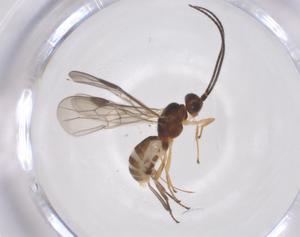  ( - CBG-A59567-G03)  @11 [ ] CreativeCommons - Attribution Share - Alike (2024) Centre for Biodiversity Genomics Centre for Biodiversity Genomics