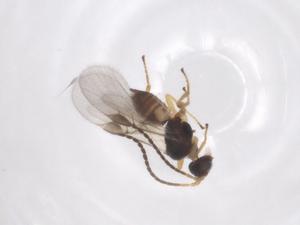  (Paroligoneurus Malaise0540 - CBG-A59567-H03)  @11 [ ] CreativeCommons - Attribution Share - Alike (2024) Centre for Biodiversity Genomics Centre for Biodiversity Genomics