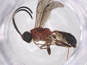  ( - CBG-A59567-H07)  @11 [ ] CreativeCommons - Attribution Share - Alike (2024) Centre for Biodiversity Genomics Centre for Biodiversity Genomics