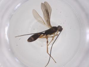  ( - CBG-A59570-A06)  @11 [ ] CreativeCommons - Attribution Share - Alike (2024) Centre for Biodiversity Genomics Centre for Biodiversity Genomics