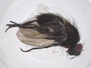  (Phytomyptera Malaise9700 - CBG-A59575-H09)  @11 [ ] CreativeCommons - Attribution Share - Alike (2024) Centre for Biodiversity Genomics Centre for Biodiversity Genomics