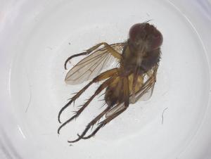  ( - CBG-A59584-A12)  @11 [ ] CreativeCommons - Attribution Share - Alike (2024) Centre for Biodiversity Genomics Centre for Biodiversity Genomics