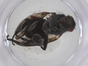  ( - CBG-A59584-D08)  @11 [ ] CreativeCommons - Attribution Share - Alike (2024) Centre for Biodiversity Genomics Centre for Biodiversity Genomics