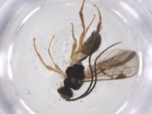  ( - CBG-A59586-G09)  @11 [ ] CreativeCommons - Attribution Share - Alike (2024) Centre for Biodiversity Genomics Centre for Biodiversity Genomics