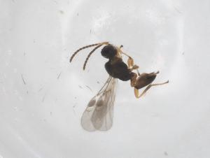  ( - CBG-A59587-F09)  @11 [ ] CreativeCommons - Attribution Share - Alike (2024) Centre for Biodiversity Genomics Centre for Biodiversity Genomics