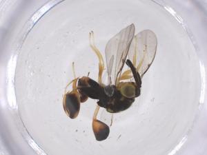  ( - CBG-A59589-G08)  @11 [ ] CreativeCommons - Attribution Share - Alike (2024) Centre for Biodiversity Genomics Centre for Biodiversity Genomics