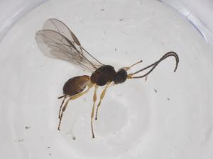  ( - CBG-A59590-B04)  @11 [ ] CreativeCommons - Attribution Share - Alike (2024) Centre for Biodiversity Genomics Centre for Biodiversity Genomics