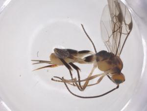  ( - CBG-A59593-G06)  @11 [ ] CreativeCommons - Attribution Share - Alike (2024) Centre for Biodiversity Genomics Centre for Biodiversity Genomics