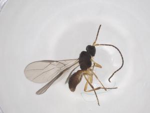  ( - CBG-A59594-F06)  @11 [ ] CreativeCommons - Attribution Share - Alike (2024) Centre for Biodiversity Genomics Centre for Biodiversity Genomics