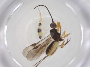  ( - CBG-A59594-G03)  @11 [ ] CreativeCommons - Attribution Share - Alike (2024) Centre for Biodiversity Genomics Centre for Biodiversity Genomics