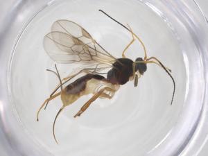  ( - CBG-A59594-H03)  @11 [ ] CreativeCommons - Attribution Share - Alike (2024) Centre for Biodiversity Genomics Centre for Biodiversity Genomics