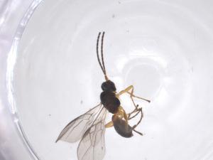  ( - CBG-A59597-D12)  @11 [ ] CreativeCommons - Attribution Share - Alike (2024) Centre for Biodiversity Genomics Centre for Biodiversity Genomics