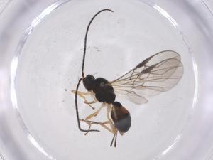  ( - CBG-A59869-G04)  @11 [ ] CreativeCommons - Attribution Share - Alike (2024) Centre for Biodiversity Genomics Centre for Biodiversity Genomics