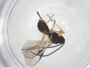  ( - CBG-A59872-H09)  @11 [ ] CreativeCommons - Attribution Share - Alike (2024) Centre for Biodiversity Genomics Centre for Biodiversity Genomics