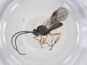  ( - CBG-A59874-D02)  @11 [ ] CreativeCommons - Attribution Share - Alike (2024) Centre for Biodiversity Genomics Centre for Biodiversity Genomics