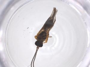  ( - CBG-A59876-H04)  @11 [ ] CreativeCommons - Attribution Share - Alike (2024) Centre for Biodiversity Genomics Centre for Biodiversity Genomics