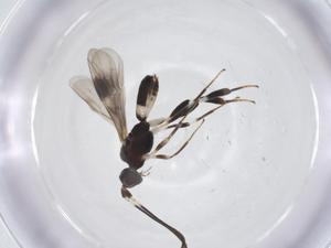  ( - CBG-A59878-D09)  @11 [ ] CreativeCommons - Attribution Share - Alike (2024) Centre for Biodiversity Genomics Centre for Biodiversity Genomics