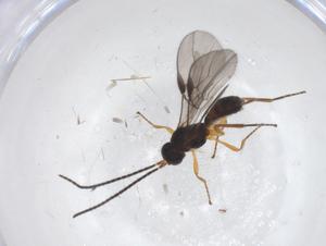  ( - CBG-A59878-F05)  @11 [ ] CreativeCommons - Attribution Share - Alike (2024) Centre for Biodiversity Genomics Centre for Biodiversity Genomics