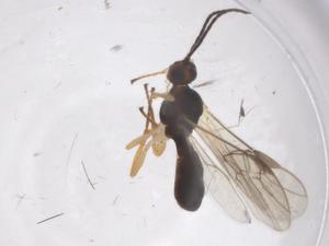  ( - CBG-A59879-A02)  @11 [ ] CreativeCommons - Attribution Share - Alike (2024) Centre for Biodiversity Genomics Centre for Biodiversity Genomics