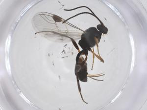  ( - CBG-A59880-E03)  @11 [ ] CreativeCommons - Attribution Share - Alike (2024) Centre for Biodiversity Genomics Centre for Biodiversity Genomics