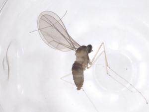  (Phytomyptera Malaise7507 - CBG-A60162-H11)  @11 [ ] CreativeCommons - Attribution Share - Alike (2024) Centre for Biodiversity Genomics Centre for Biodiversity Genomics