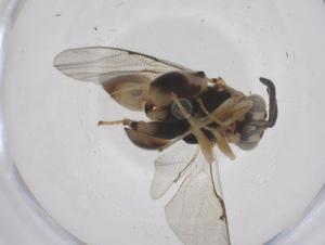  (chalMalaise01 Malaise5543 - CBG-A60169-D08)  @11 [ ] CreativeCommons - Attribution Share - Alike (2024) Centre for Biodiversity Genomics Centre for Biodiversity Genomics