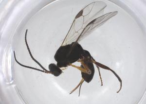  ( - CBG-A60169-D12)  @11 [ ] CreativeCommons - Attribution Share - Alike (2024) Centre for Biodiversity Genomics Centre for Biodiversity Genomics