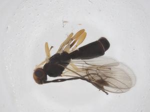  ( - CBG-A60169-F03)  @11 [ ] CreativeCommons - Attribution Share - Alike (2024) Centre for Biodiversity Genomics Centre for Biodiversity Genomics