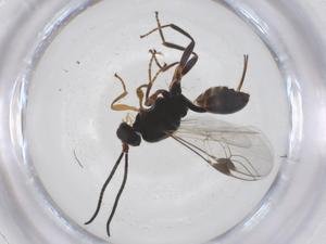  ( - CBG-A60169-F05)  @11 [ ] CreativeCommons - Attribution Share - Alike (2024) Centre for Biodiversity Genomics Centre for Biodiversity Genomics