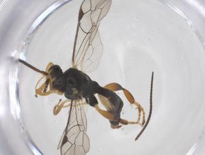  ( - CBG-A60169-G09)  @11 [ ] CreativeCommons - Attribution Share - Alike (2024) Centre for Biodiversity Genomics Centre for Biodiversity Genomics