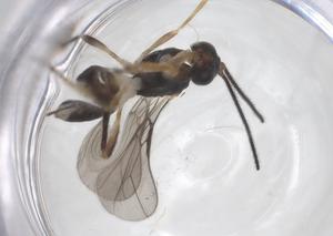  ( - CBG-A60169-H06)  @11 [ ] CreativeCommons - Attribution Share - Alike (2024) Centre for Biodiversity Genomics Centre for Biodiversity Genomics