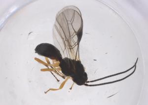  ( - CBG-A60171-A02)  @11 [ ] CreativeCommons - Attribution Share - Alike (2024) Centre for Biodiversity Genomics Centre for Biodiversity Genomics