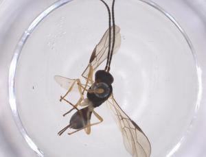  ( - CBG-A60174-F07)  @11 [ ] CreativeCommons - Attribution Share - Alike (2024) Centre for Biodiversity Genomics Centre for Biodiversity Genomics