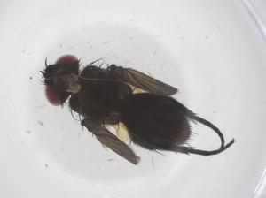  ( - CBG-A60187-A01)  @11 [ ] CreativeCommons - Attribution Share - Alike (2024) Centre for Biodiversity Genomics Centre for Biodiversity Genomics