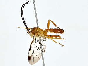  ( - BIOUG64428-C05)  @11 [ ] CreativeCommons - Attribution (2022) CBG Photography Group Centre for Biodiversity Genomics