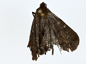  ( - BIOUG64429-F06)  @11 [ ] CreativeCommons - Attribution (2022) CBG Photography Group Centre for Biodiversity Genomics