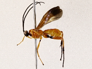  ( - BIOUG73031-B03)  @11 [ ] CreativeCommons - Attribution (2022) CBG Photography Group Centre for Biodiversity Genomics