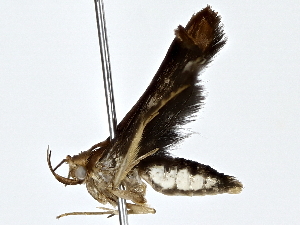  ( - BIOUG76546-E12)  @11 [ ] CreativeCommons - Attribution (2022) CBG Photography Group Centre for Biodiversity Genomics