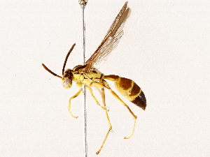  ( - BIOUG76549-G12)  @11 [ ] CreativeCommons - Attribution (2022) CBG Photography Group Centre for Biodiversity Genomics