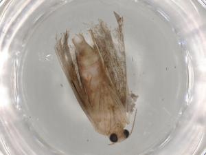  ( - BIOUG78464-B08)  @11 [ ] CreativeCommons - Attribution (2022) Centre for Biodiversity Genomics Centre for Biodiversity Genomics