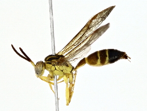 ( - BIOUG80709-C03)  @11 [ ] CreativeCommons - Attribution (2022) CBG Photography Group Centre for Biodiversity Genomics